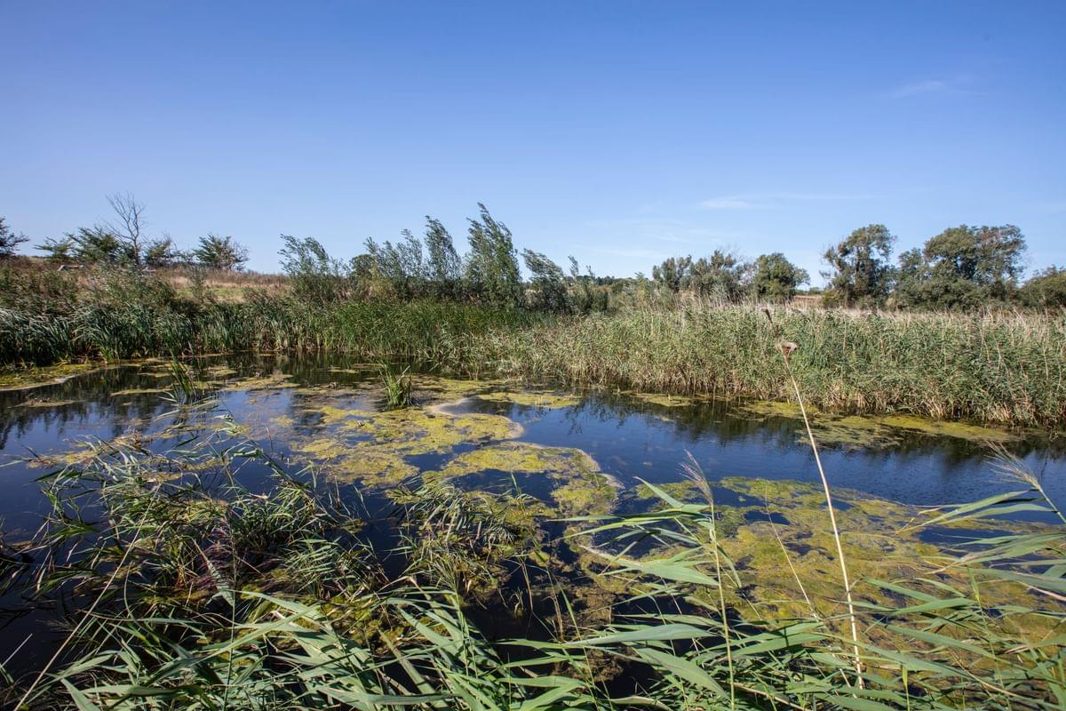Wildlife pond at Wild Aldhurst
