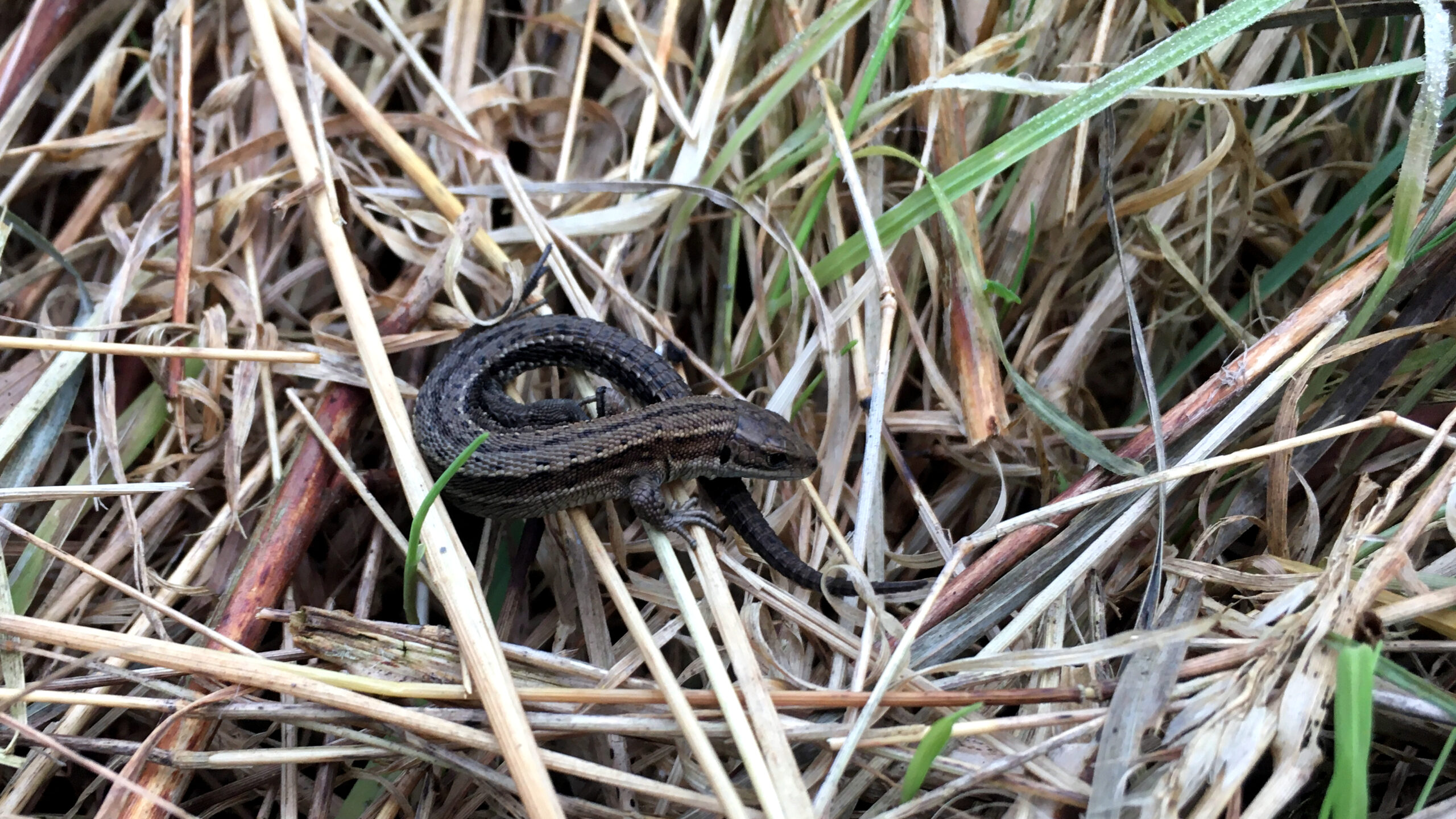 Common Lizard female